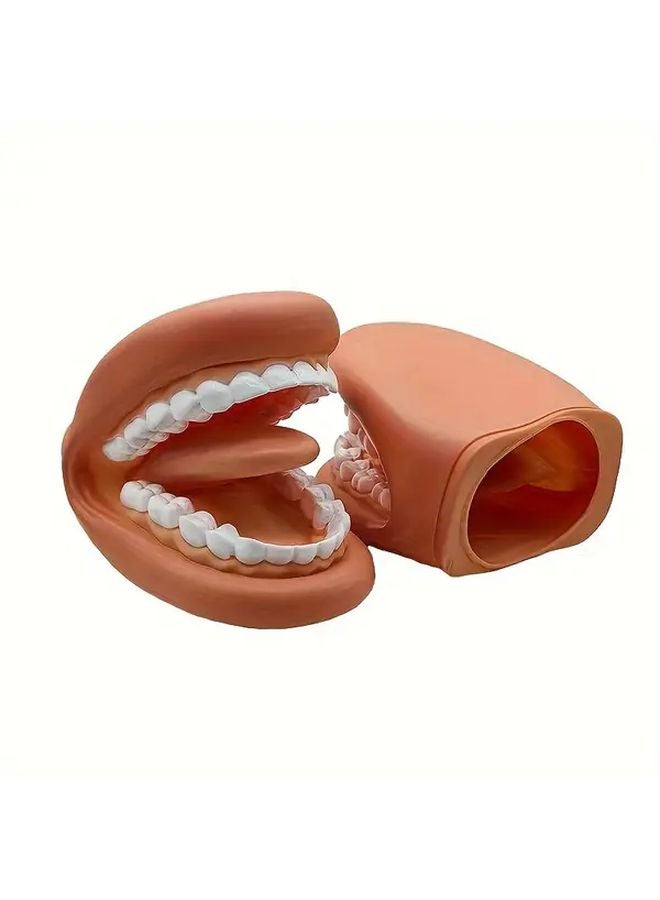Dental Practice Model With Mouth Puppet Tongue PVC Oral Hygiene Demonstration Tool - Image 3